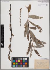 Foto von Salix daphnoides Vill. x Salix eleagnos Scop.